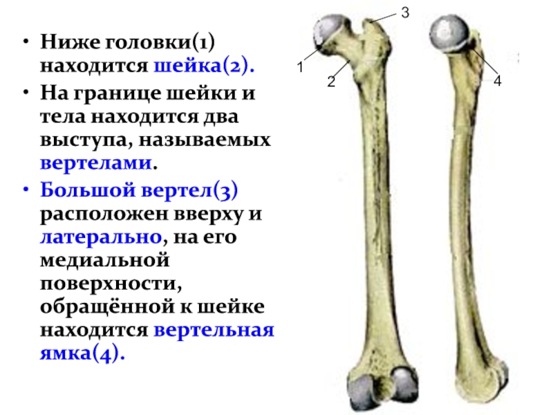 Нашлось 2. Вертел большой. Вертельная ямка. Большой вертел расположен на. Нижние конечности вертел.