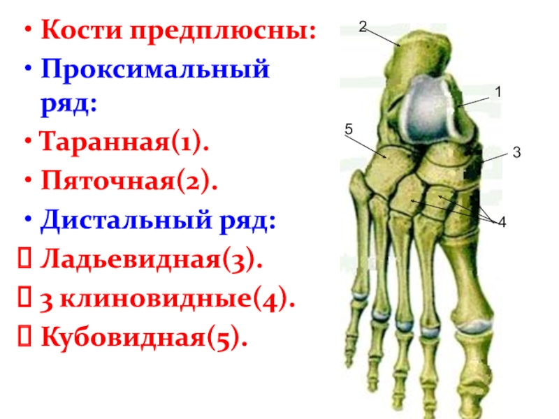 Ладьевидная кость. Кости предплюсны анатомия. Таранная кость предплюсны. Форма соединения костей предплюсны. Ладьевидная кость стопы.