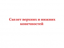 Скелет верхних и нижних конечностей