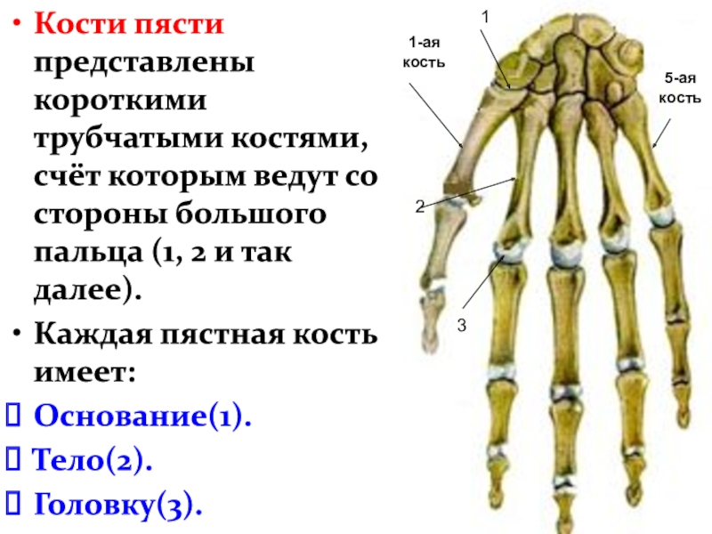 Первой пястной кости. Анатомия 3 пястной кости. Основание 1 пястной кости. Строение пястной кости. Кости пясти человека.