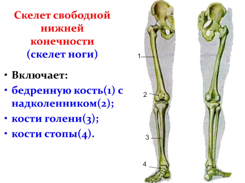 Как называется кость нижней конечности обозначенная на рисунке буквой а бедренная лучевая