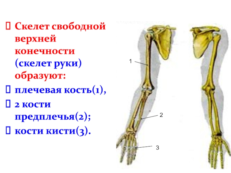 Пояс верхних конечностей состоит из костей отмеченных на рисунке