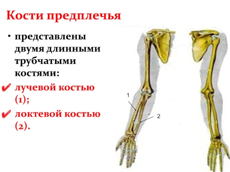 Где находится лучевая кость на ноге