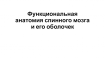 Функциональная анатомия спинного мозга и его оболочек