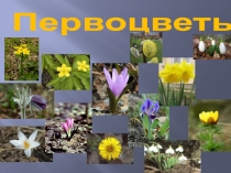 Первоцветы