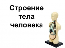 Строение тела человека