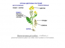 Вегетативный побег - стебель с расположенными на нём листьями и почками