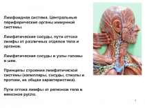 Лимфоидная система. Центральные периферические органы иммунной системы
