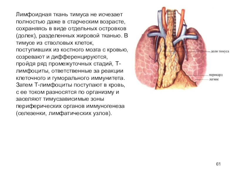 Лимфоидная ткань органы