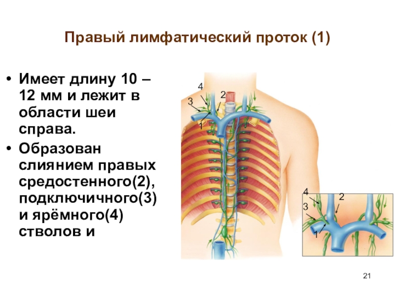 Схема лимфатических протоков