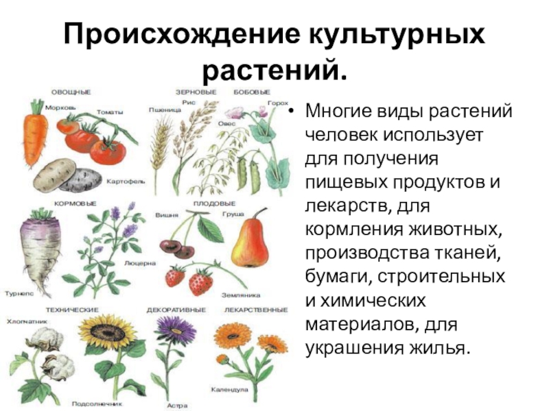 Разнообразие культурных растений 3 класс окружающий