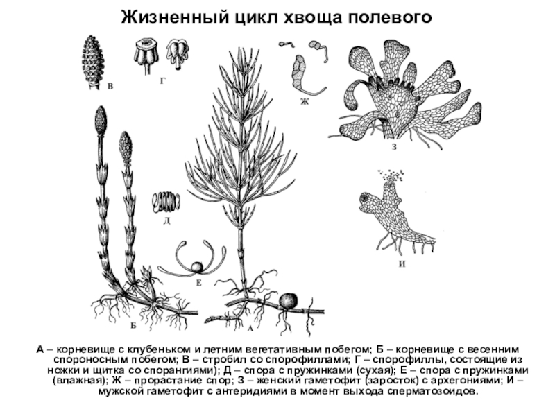 Хвощ полевой строение рисунок