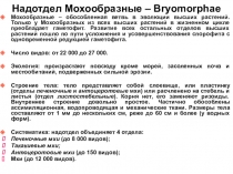 Надотдел Мохообразные – Bryomorphae