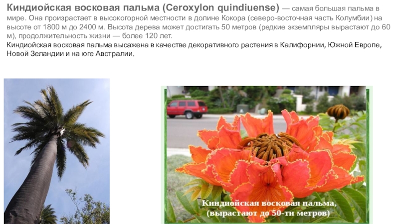 Киндиойская восковая пальма ( Ceroxylon quindiuense ) — самая большая пальма в