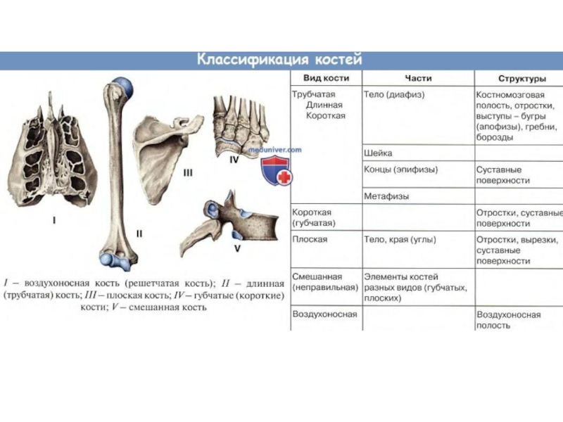 Https meduniver com medical book. Пластическая анатомия кости. Кости верхней конечности медунивер. Пластическая анатомия спортсмена. Костные маркеры пластическая анатомия.
