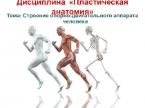 Дисциплина Пластическая анатомия