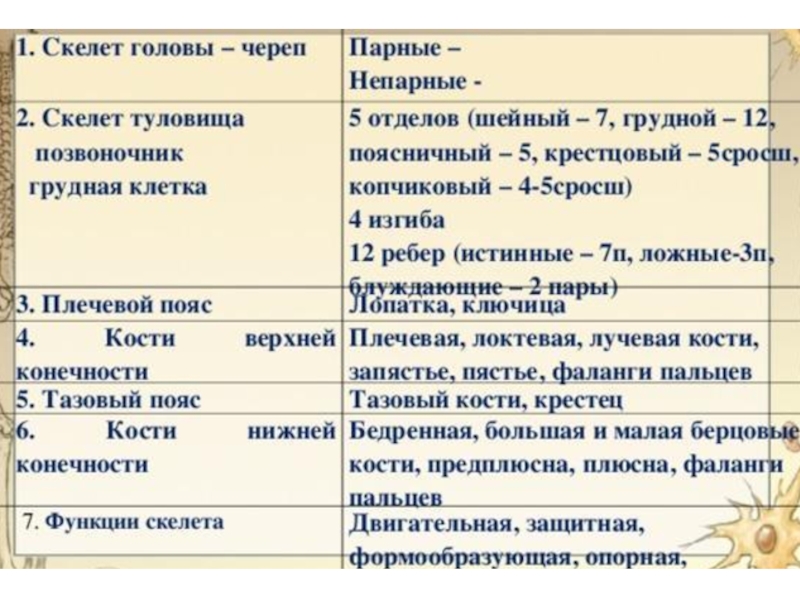 Мозговой отдел парные. Парные и непарные кости черепа человека таблица. Непарные кости скелета. Парные и непарные кости человека. Парные и непарные кости мозгового и лицевого черепа.