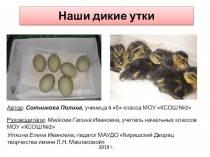 Наши дикие утки