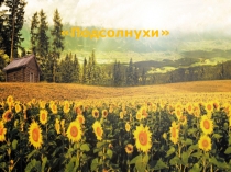 Подсолнухи