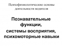 Психофизиологические основы деятельности водителя