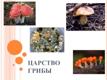 ЦАРСТВО ГРИБЫ