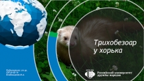 Трихобезоар у хорька