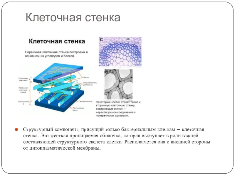 Клеточная стенка  Структурный компонент, присущий только бактериальным клеткам – клеточная стенка. Это жесткая проницаемая оболочка, которая