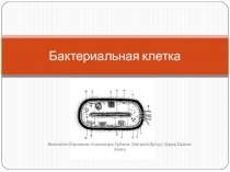 Бактериальная клетка