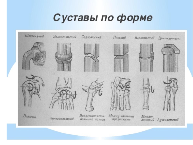 Суставы человека анатомия в картинках