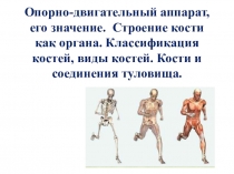 Опорно-двигательный аппарат, его значение. Строение кости как органа