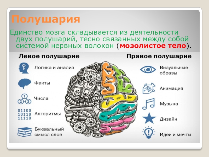 Межполушарное развитие детей дошкольного возраста презентация