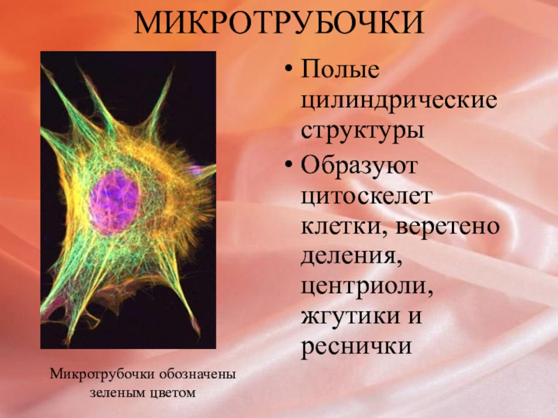 Клетка образованная. Цитоскелет клетки Веретено деления. Микротрубочки образуют цитоскелет. Микротрубочки органоиды. Строение клетки микротрубочки.