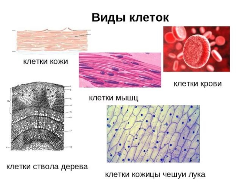 Различные клетки. Виды клеток. Основные типы клеток. Разные типы клеток человека. Разновидности животных клеток.