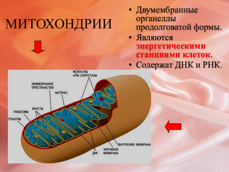 В каких клетках содержится митохондрия. Митохондрии биология строение. Строение митохондрии клетки. Митохондрии энергетические станции клетки. Митохондрия строение граны.