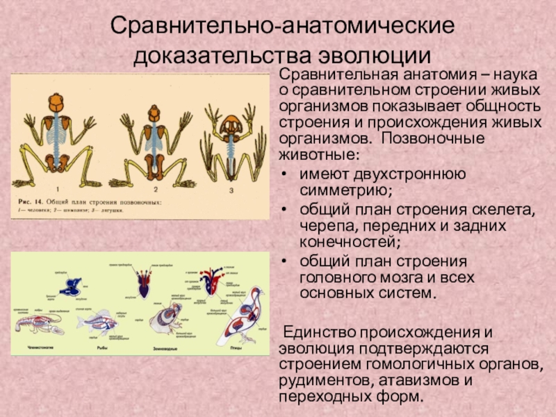 Сравнительно анатомические доказательства. Сравнительная анатомия доказательства. Сравнительная анатомия доказательства эволюции. Сравнительная анатомия это наука.