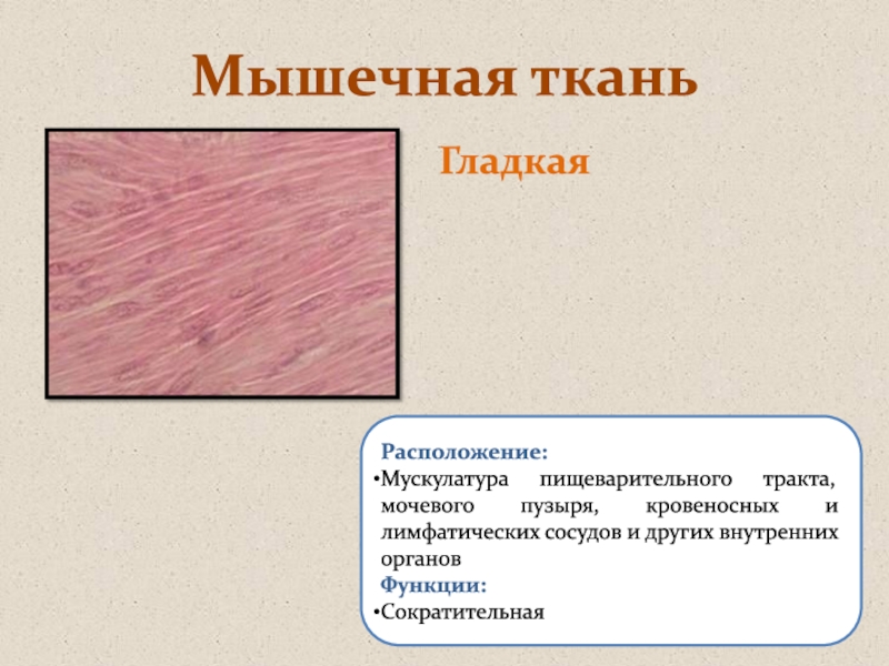 Вставьте в текст ткани человека. Гладкая мышечная ткань мочевого пузыря. Ткани человека заключение. Функции гладкой мускулатуры. Гладкие мышцы функции.