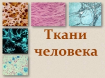 Ткани
человека