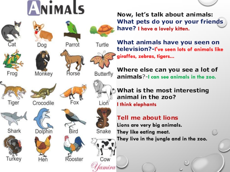 Do you like animals. Let's talk about animals. Questions about animals. Article about animals. Talk and write about animals.