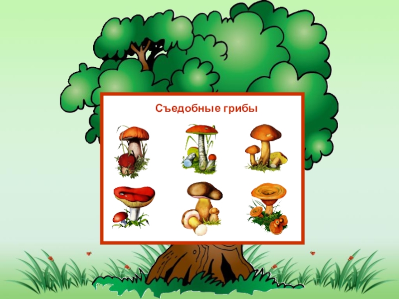 Задача грибы. Грибы задания. Тема грибы для дошкольников. Грибы задания для детей. Сосчитай грибы.