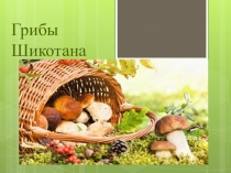 Грибы Шикотана