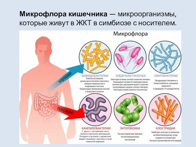 Микрофлора кишечника презентация