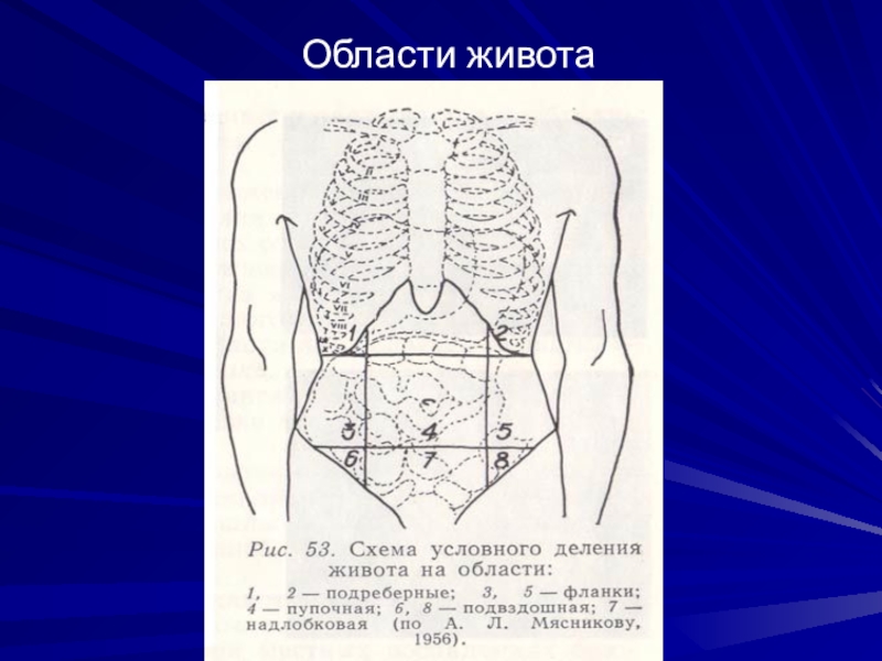 Области живота схема