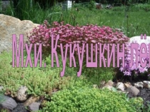 Мхи. Кукушкин лён