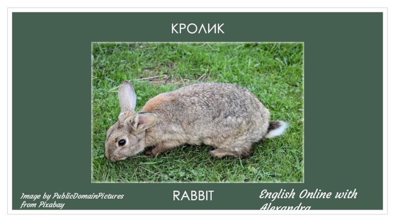 Кролик по английскому. Как говорит кролик на английском. Описание кролика на английском. Текст про кролика на английском. Как будет твой кролик