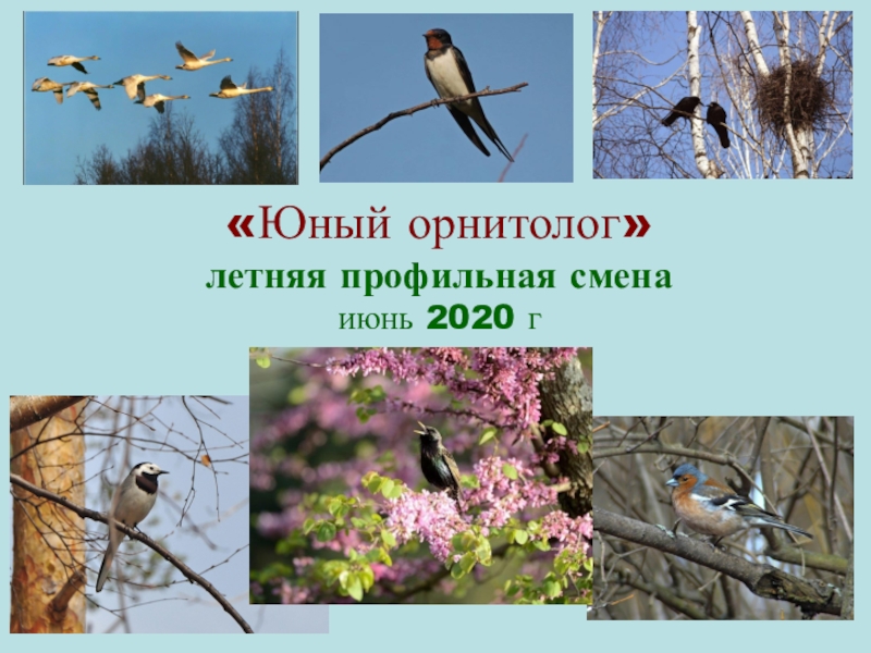 Презентация Юный орнитолог летняя профильная смена июнь 2020 г