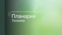 Планарии Tricladida