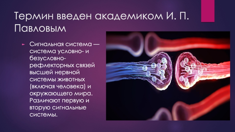 Стали возможны благодаря. Учение Павлова о 1 и 2 сигнальных системах. Учение Павлова о 1 и 2 сигнальных системах физиология. Учение Павлова о сигнальных системах действительности. Понятие о 1 и 2 сигнальных системах.