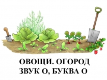 Овощи. Огород Звук о, буква о
