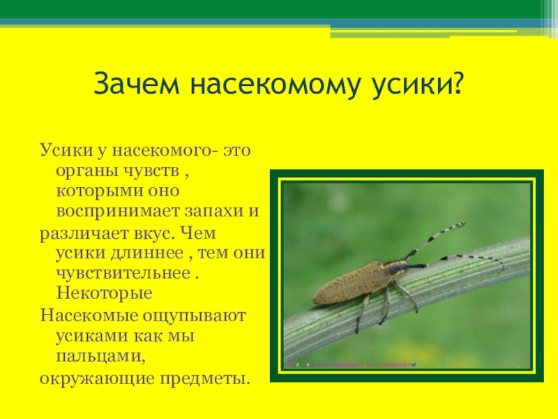 Зачем насекомые. Почему насекомые маленькие. Как определить насекомое.