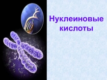 Нуклеиновые кислоты
